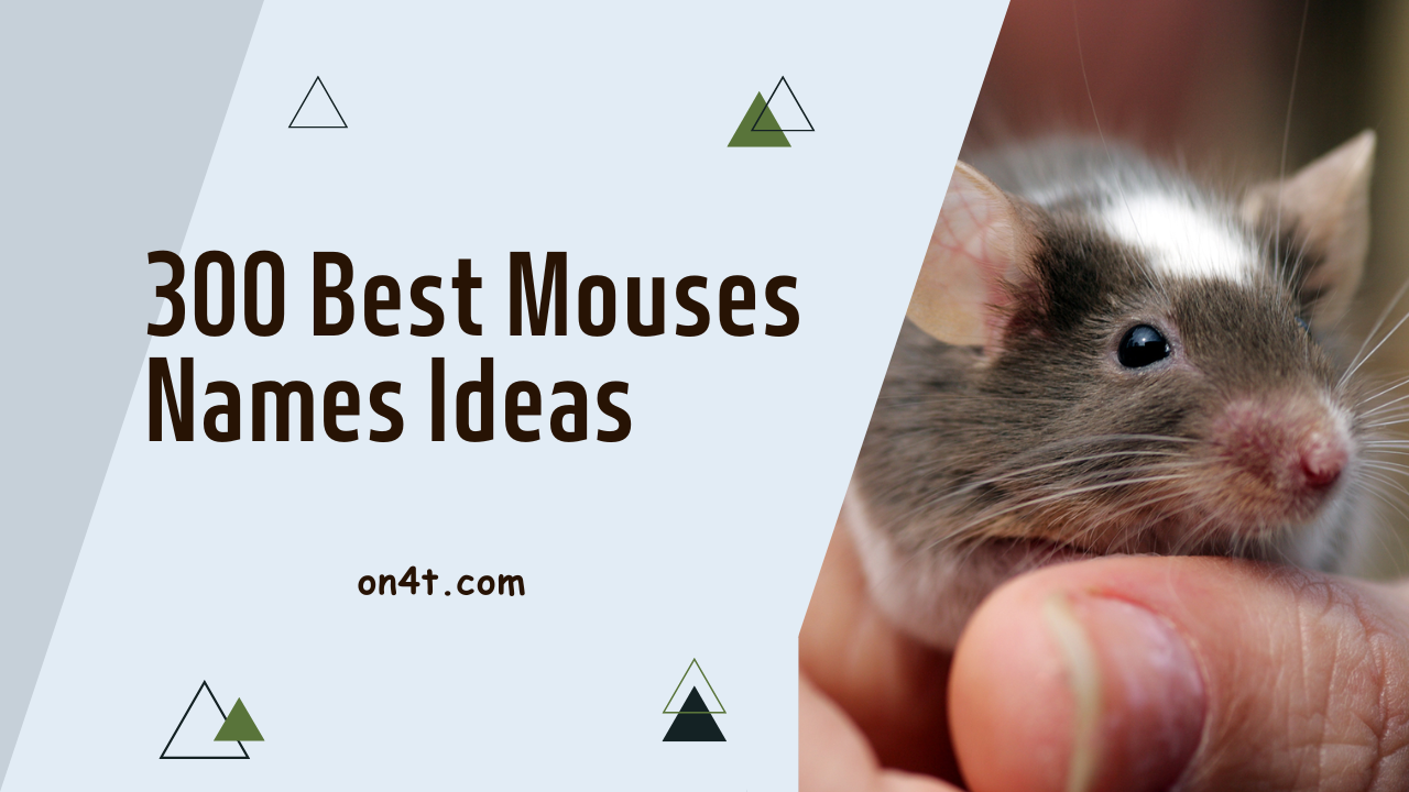 300 Best mouse Names Ideas