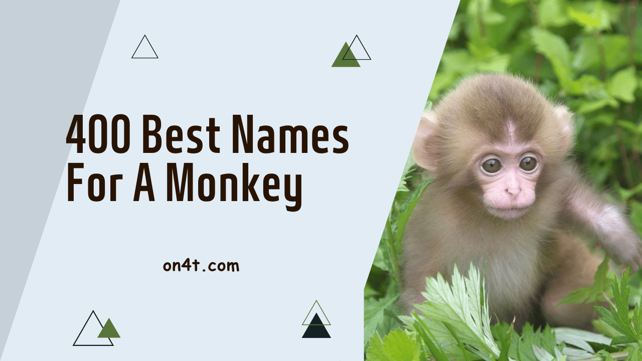 400 Best Names For A Monkey