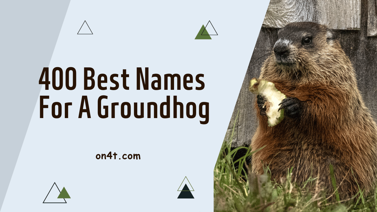 400 Best Names For A Groundhog