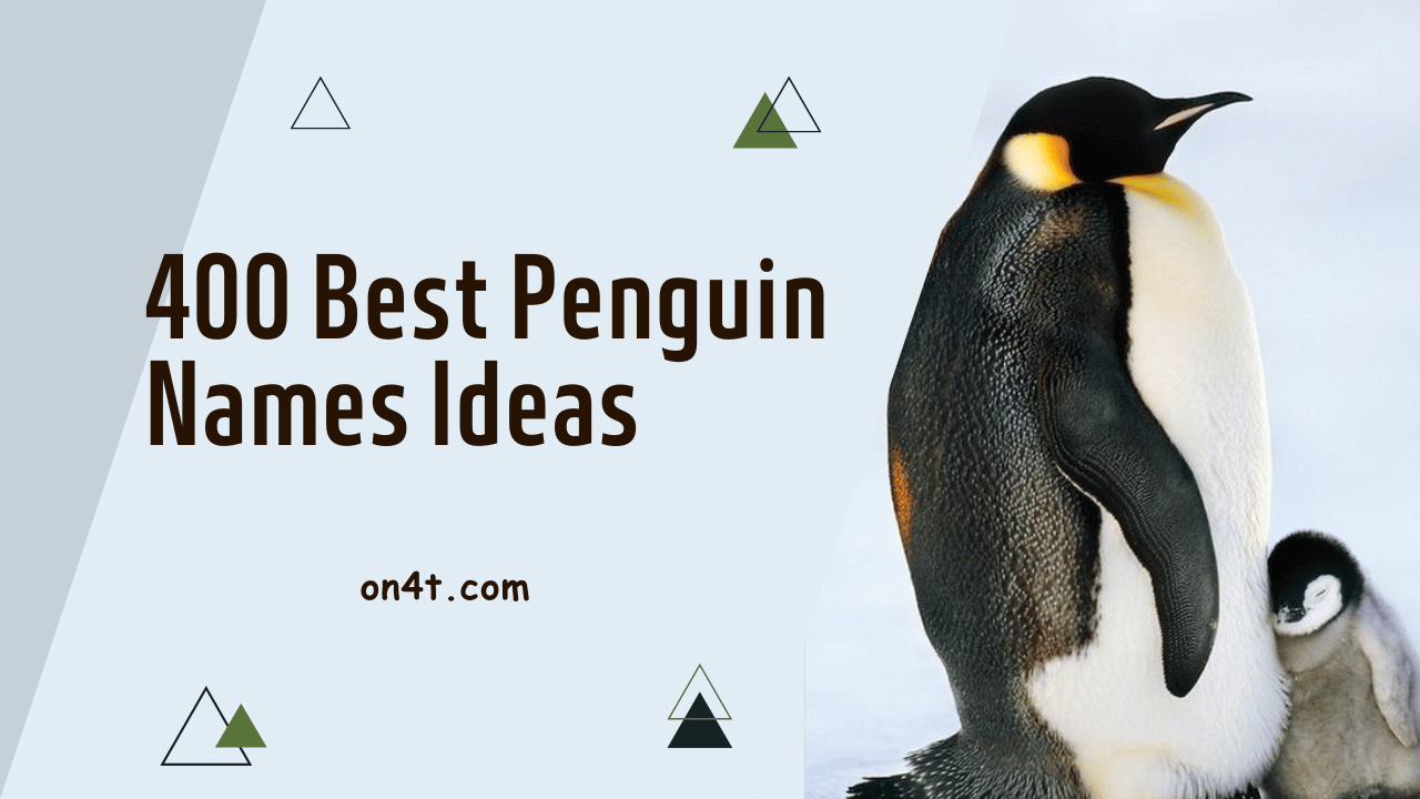 400 Best Penguin Names Ideas