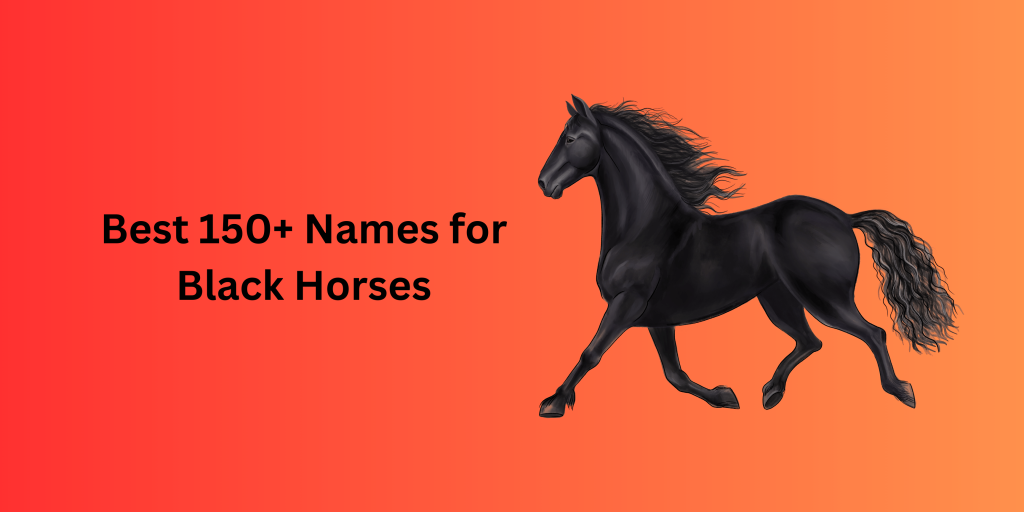 best-150-names-for-black-horses