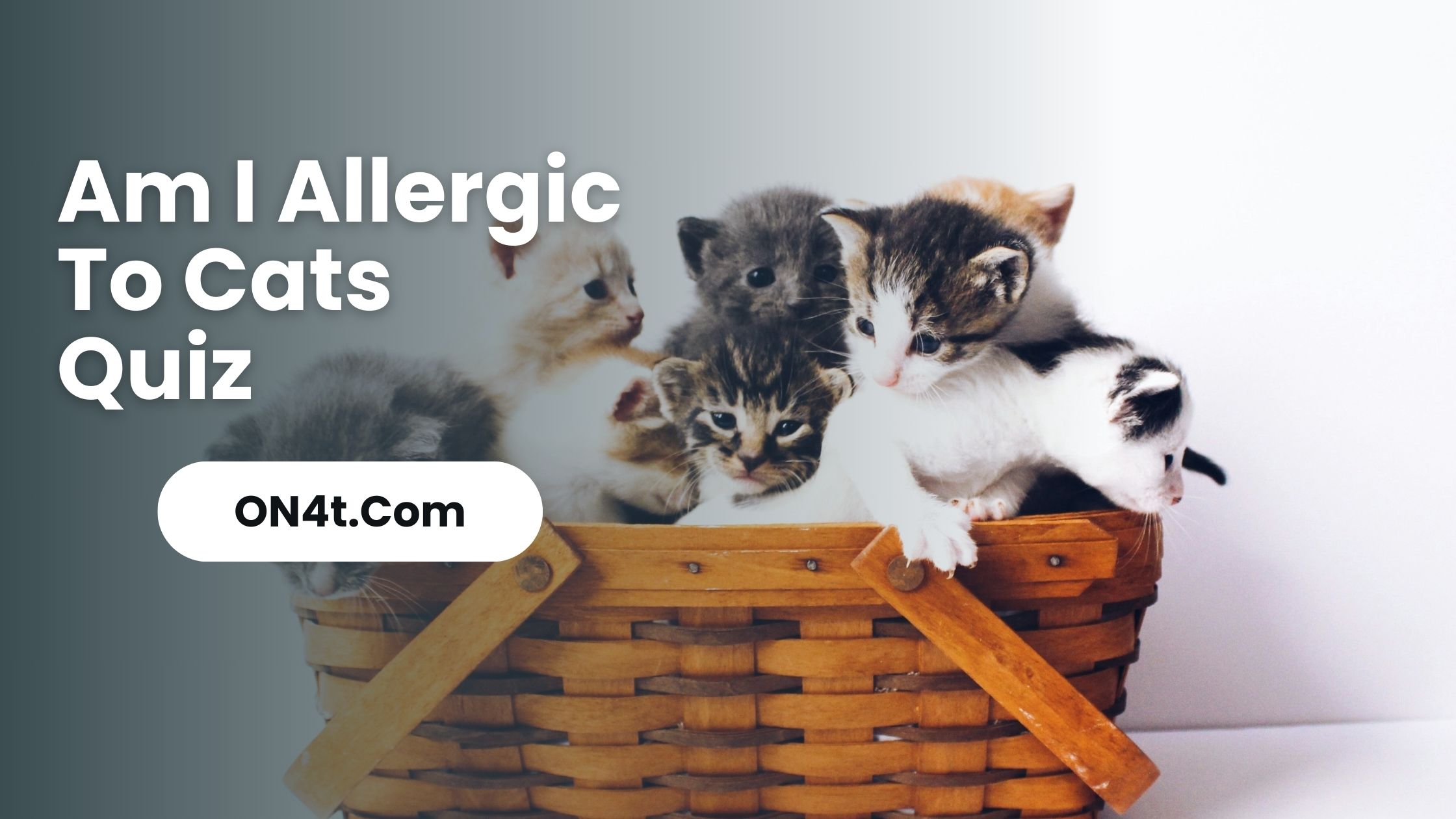 Am I Allergic To Cats Quiz