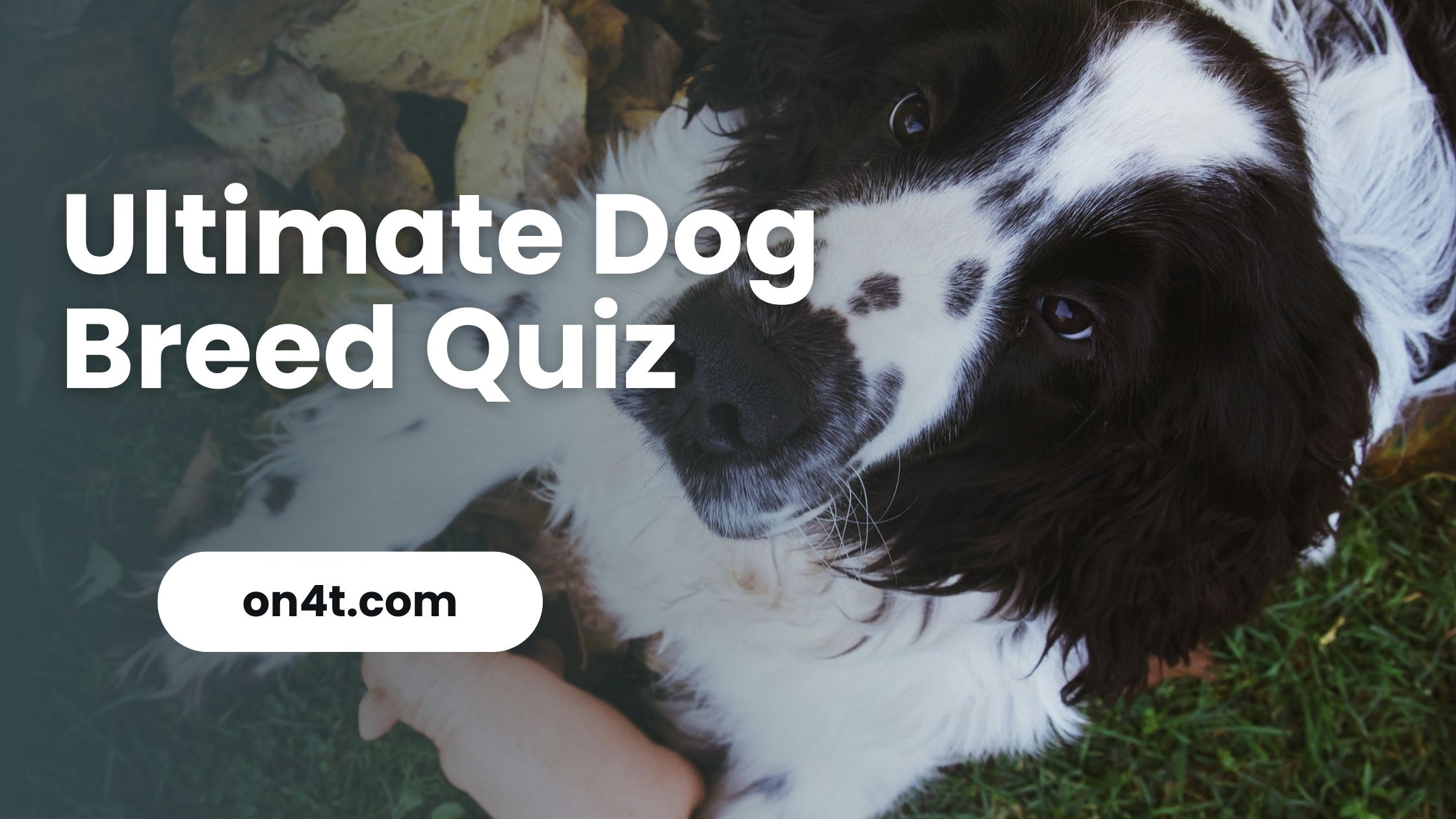 Ultimate Dog Breed Quiz