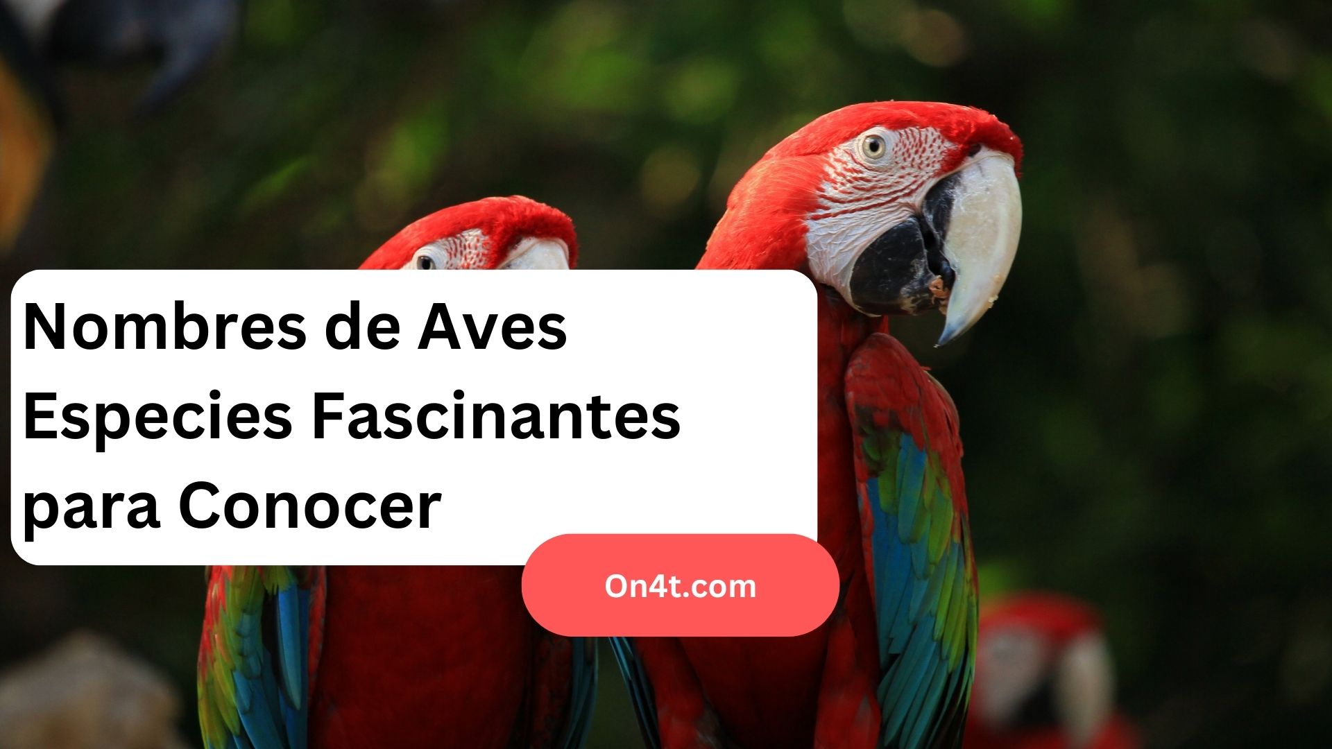 Nombres de Aves Especies Fascinantes para Conocer