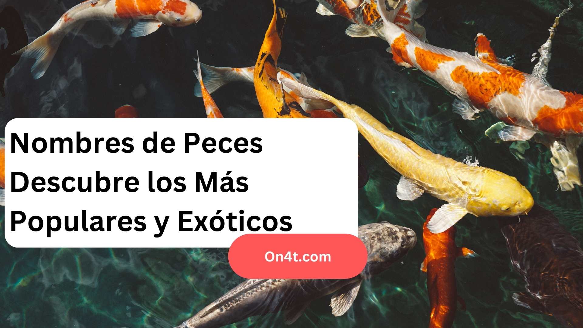 Nombres de Peces Descubre los Más Populares y Exóticos