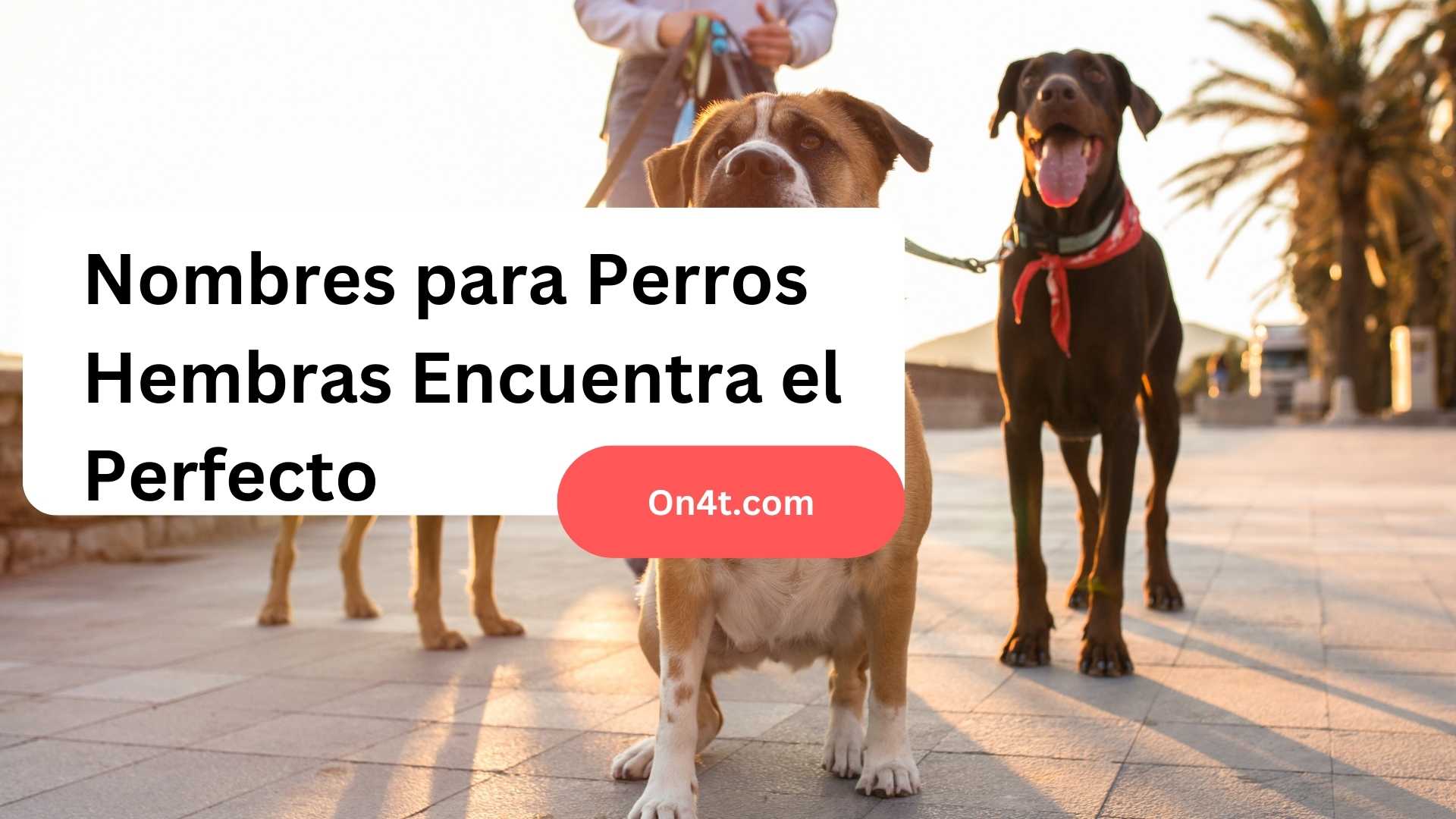 Nombres para Perros Hembras Encuentra el Perfecto