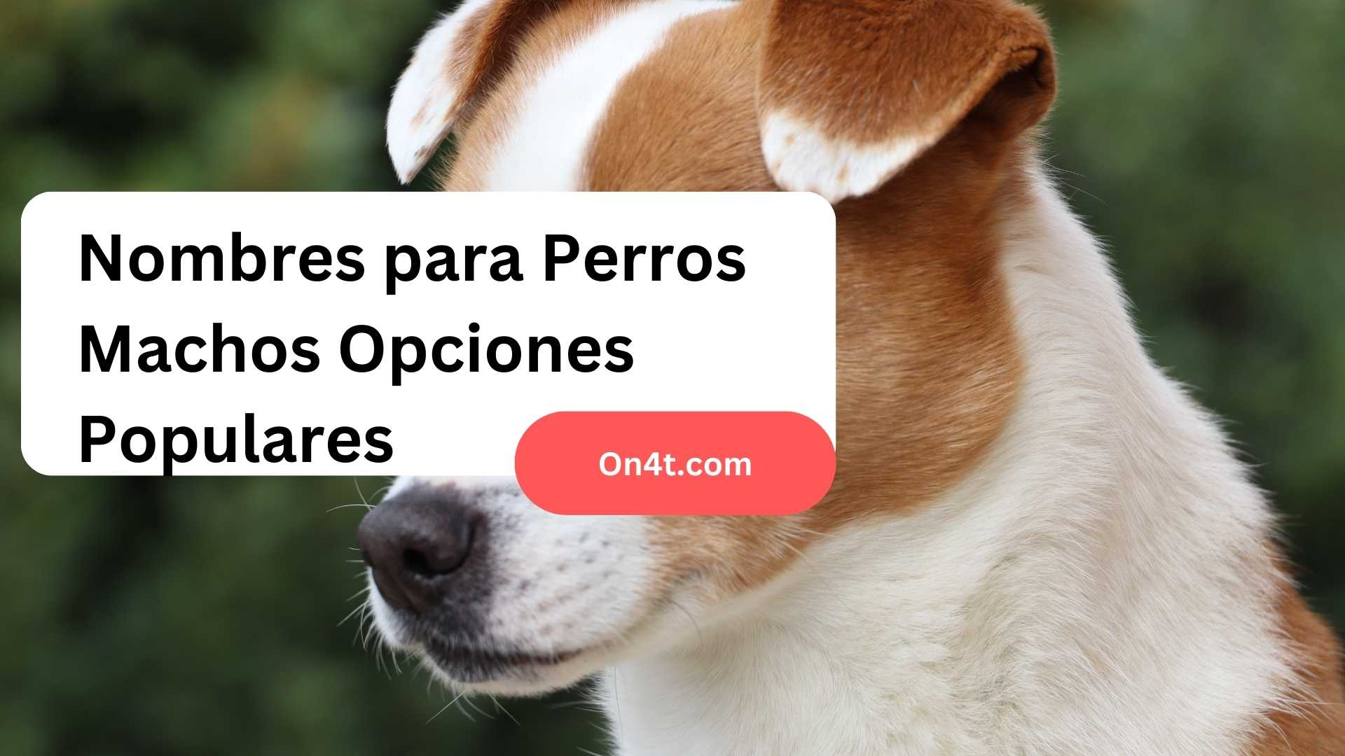 Nombres para Perros Machos Opciones Populares