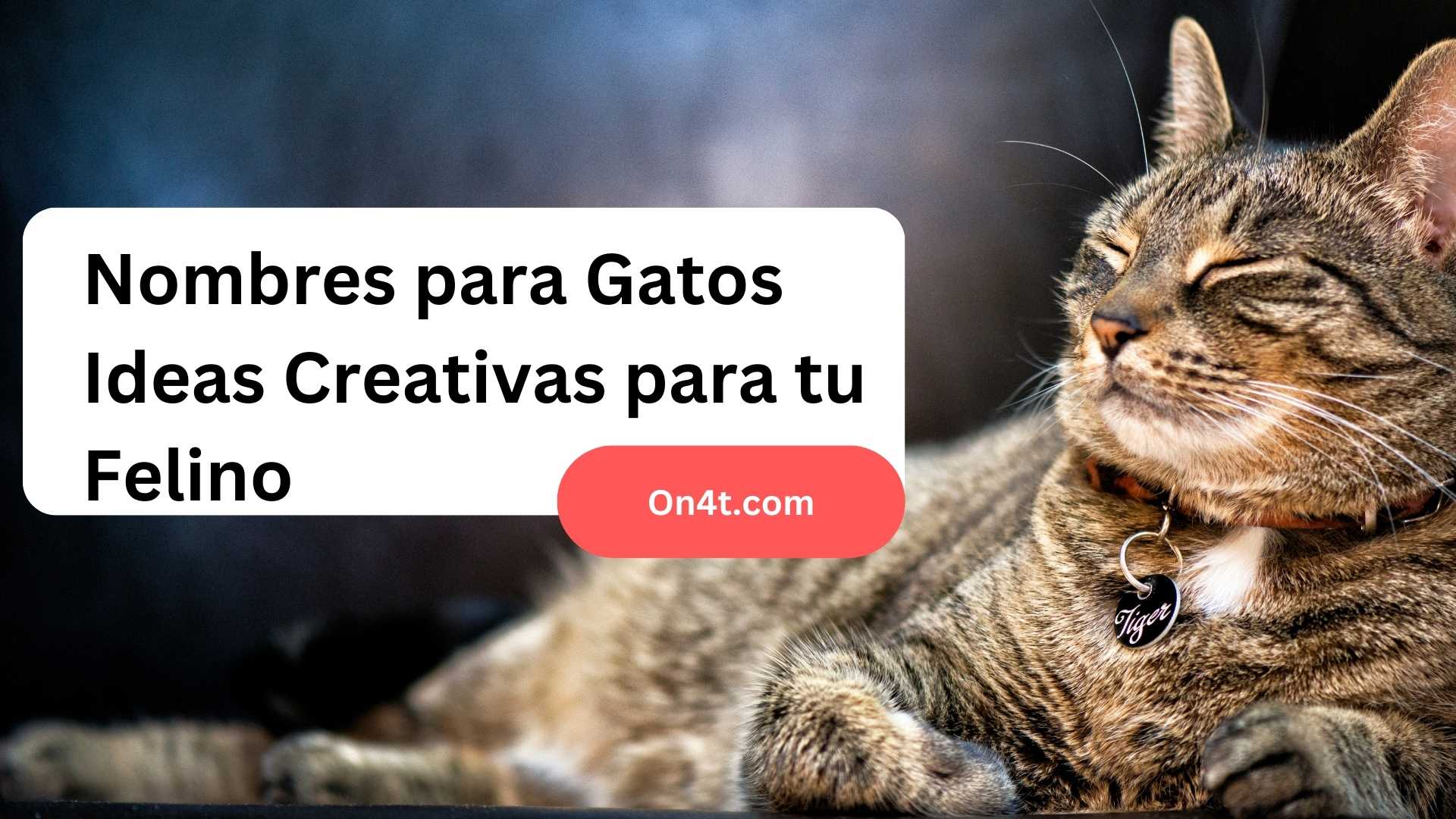 Nombres para Gatos Ideas Creativas para tu Felino