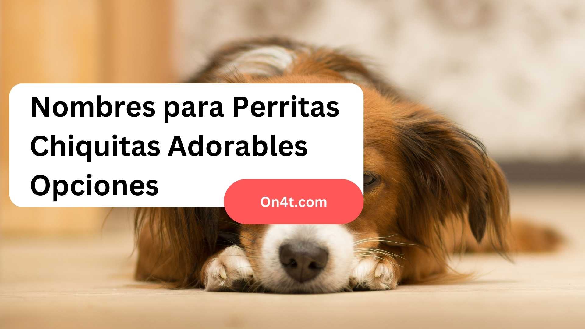 Nombres para Perritas Chiquitas Adorables Opciones