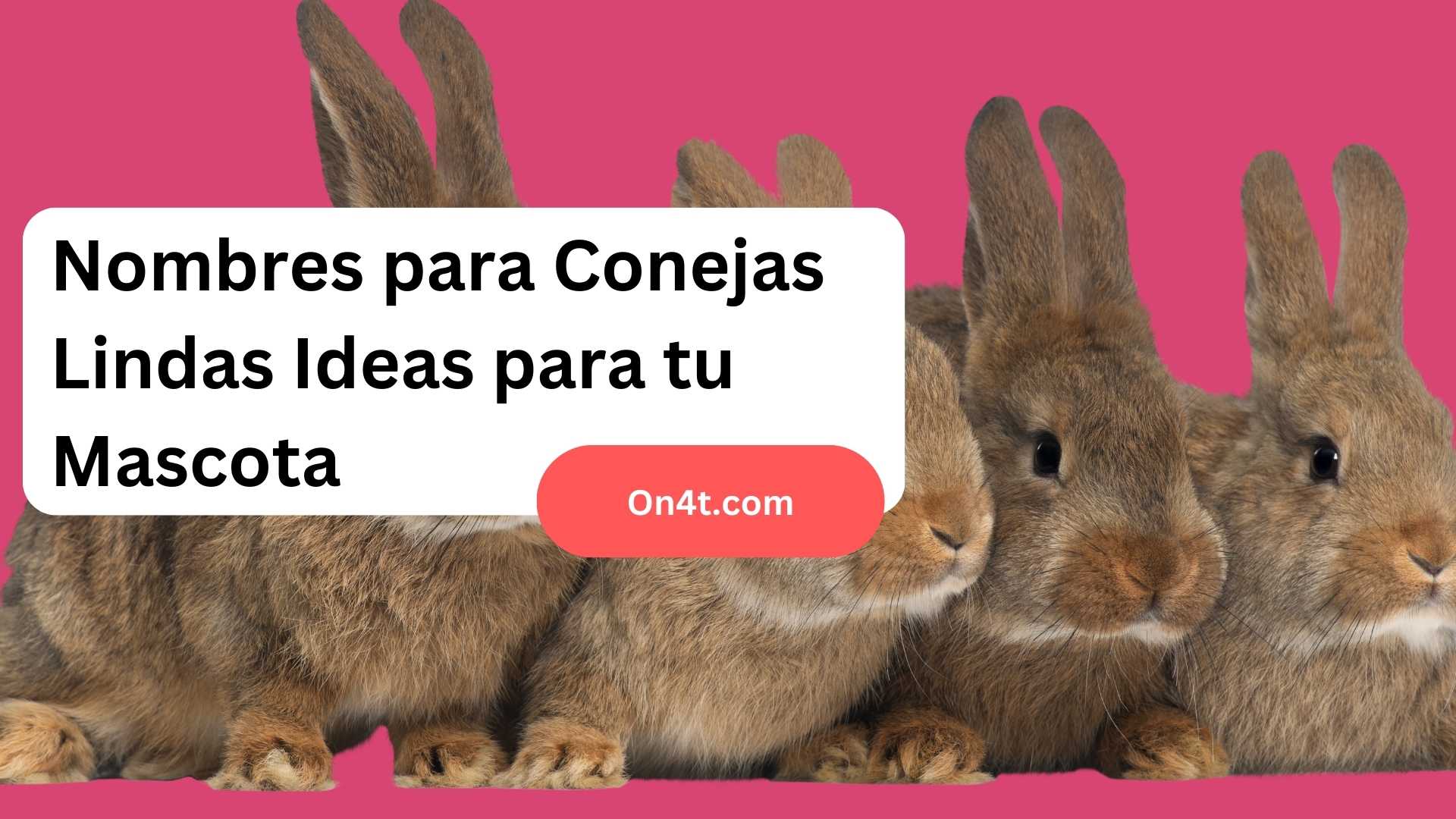 Nombres para Conejas Lindas Ideas para tu Mascota