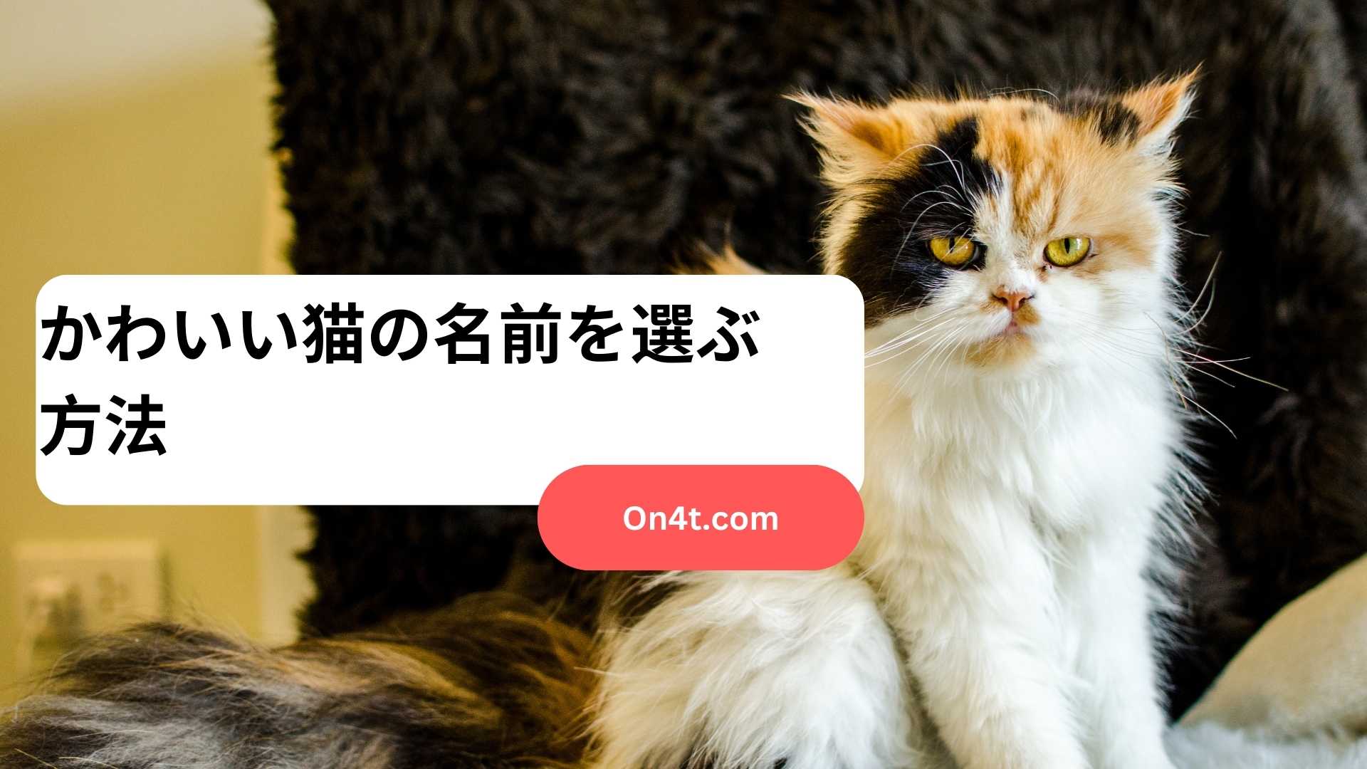 かわいい猫の名前を選ぶ方法