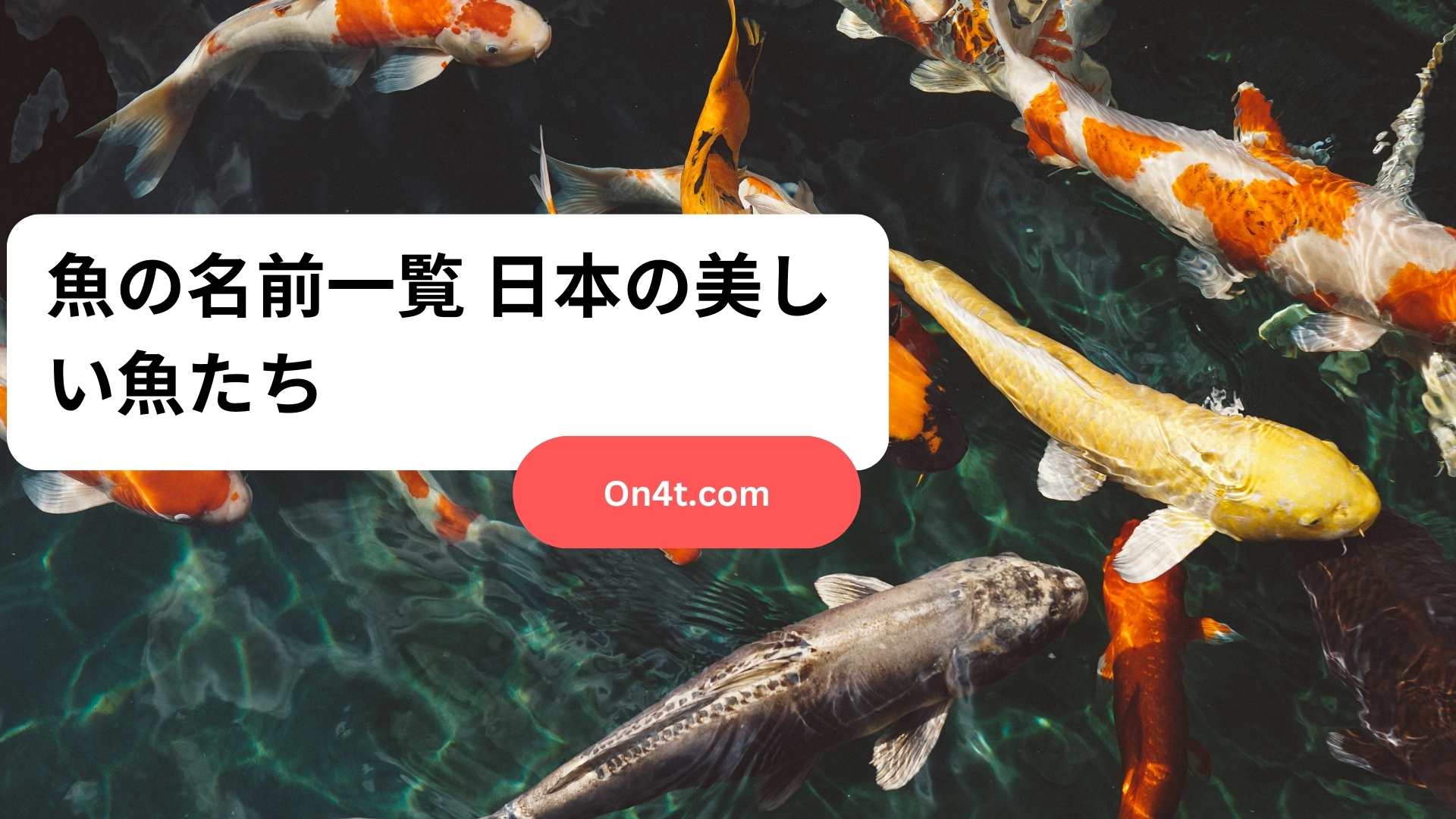 魚の名前一覧 日本の美しい魚たち