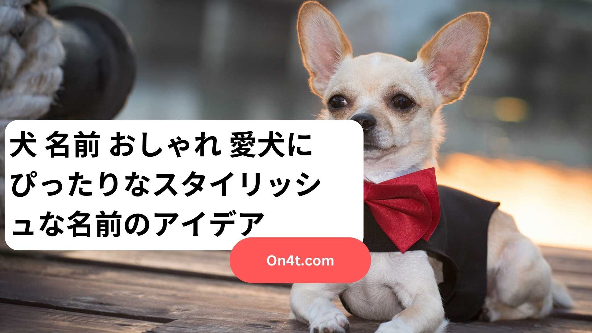 犬 名前 おしゃれ 愛犬にぴったりなスタイリッシュな名前のアイデア