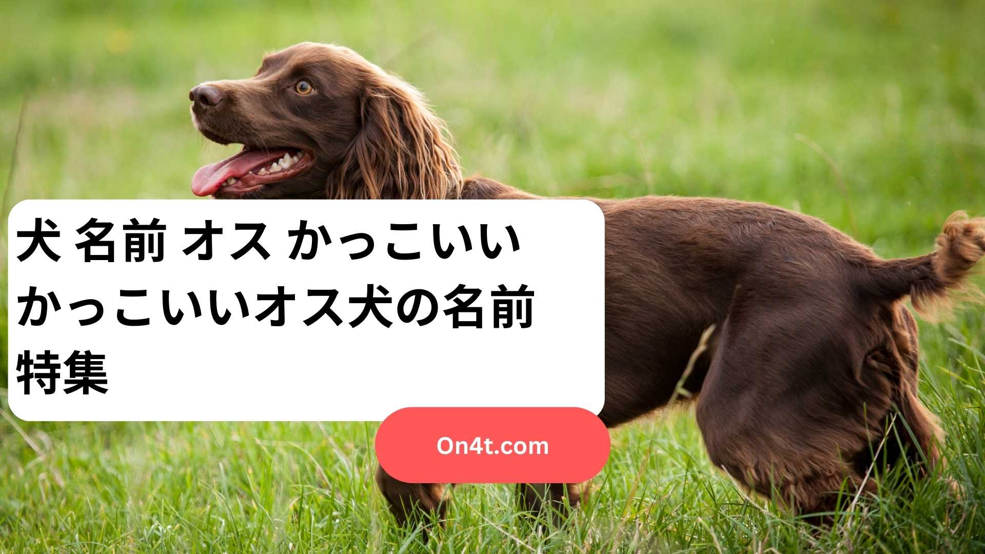 犬 名前 オス かっこいい かっこいいオス犬の名前特集