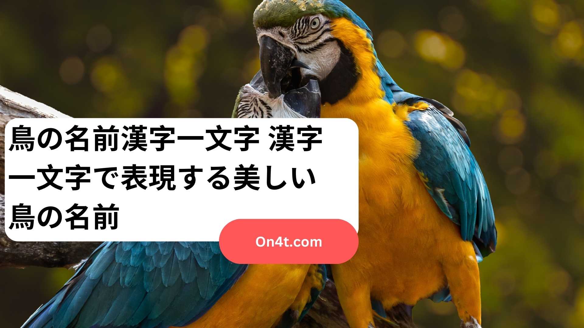 鳥の名前漢字一文字 漢字一文字で表現する美しい鳥の名前