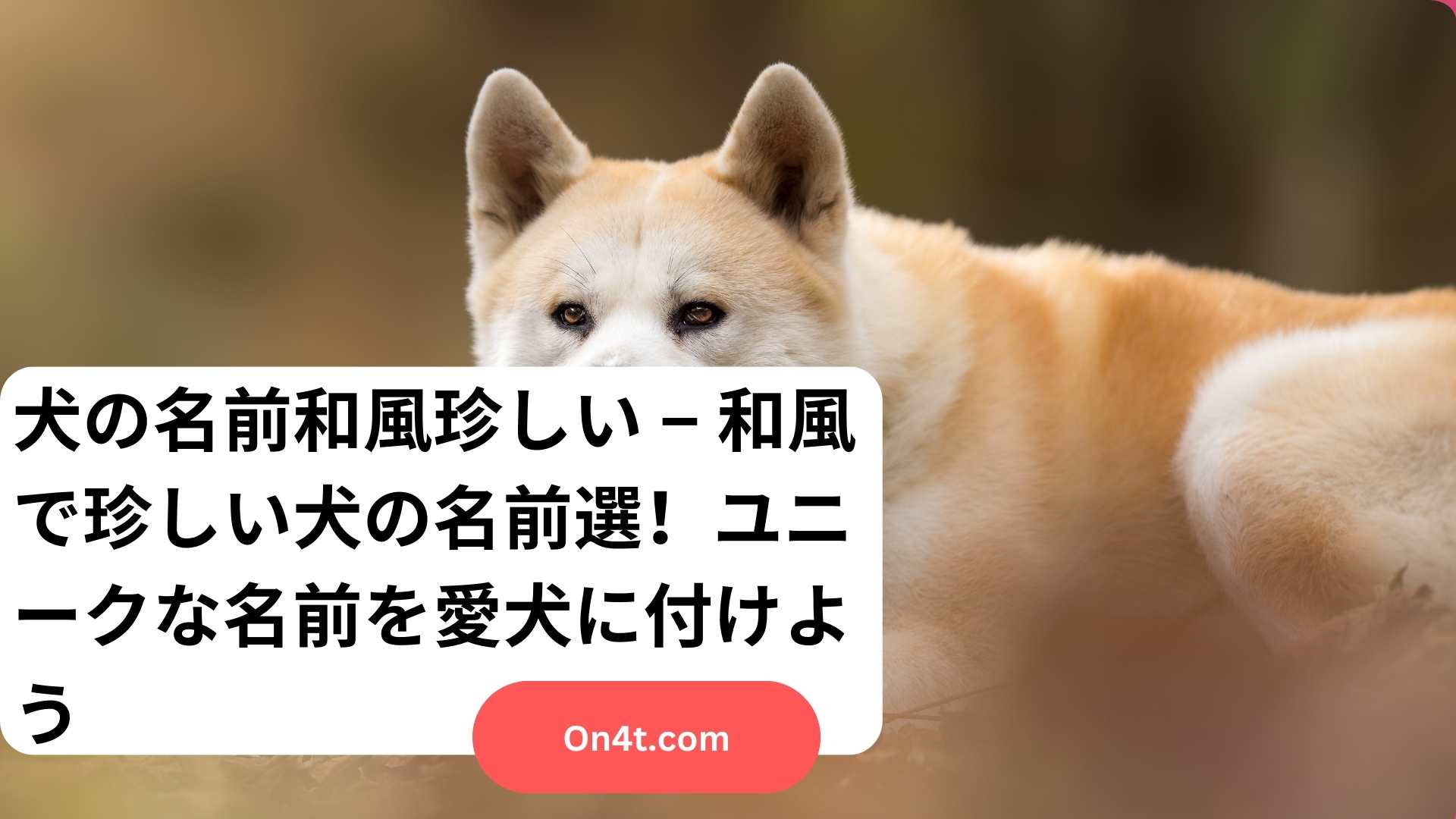 犬の名前和風珍しい – 和風で珍しい犬の名前選！ユニークな名前を愛犬に付けよう